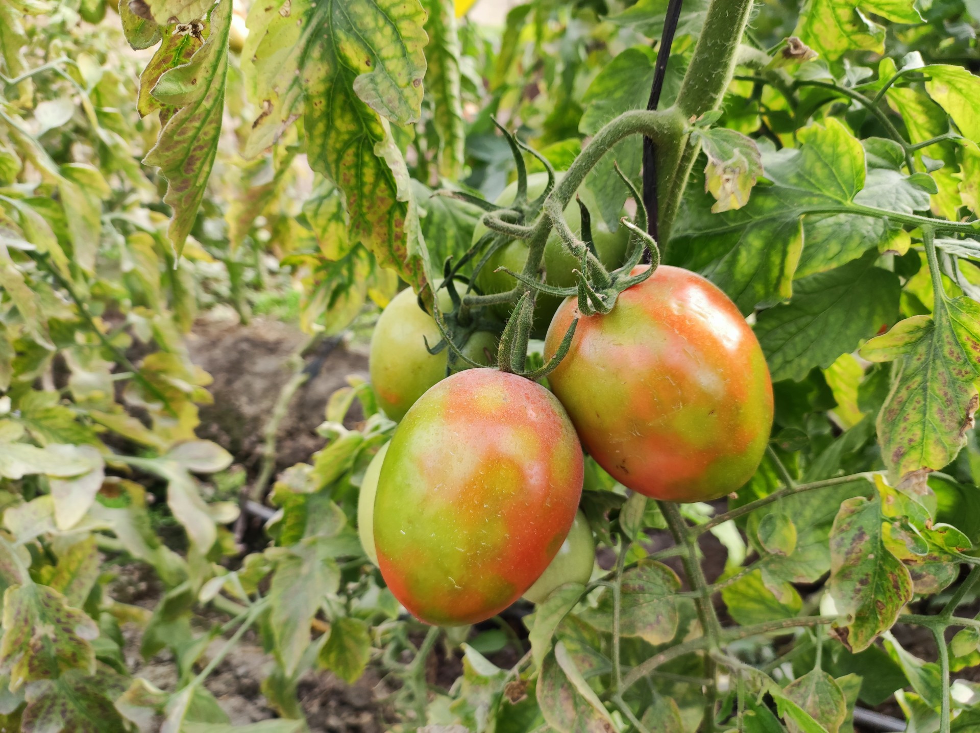 Jornada: Virosis del tomate