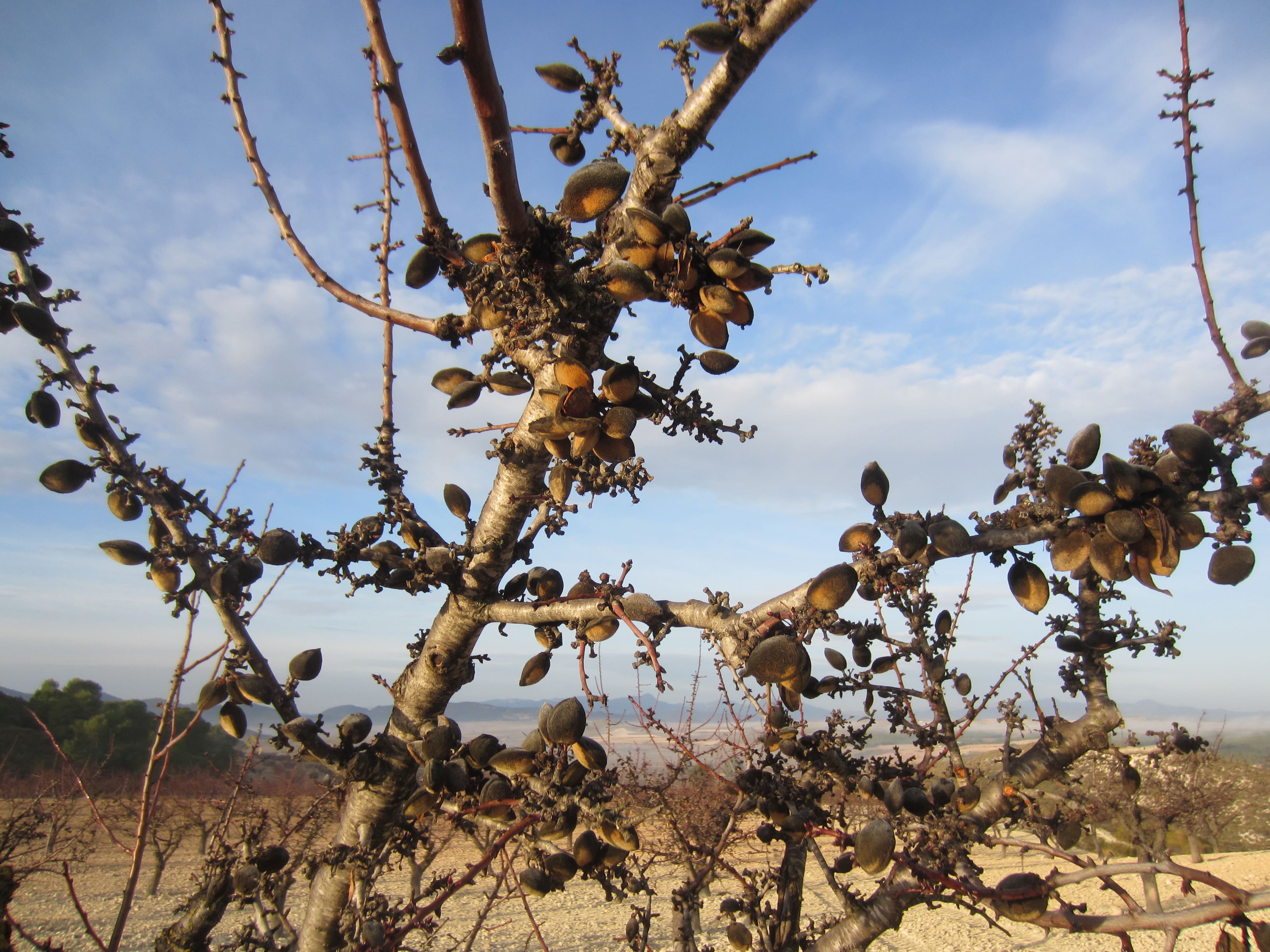 Jornada: Jornada Xylella fastidiosa, Eurytoma amydali y otras amenazas